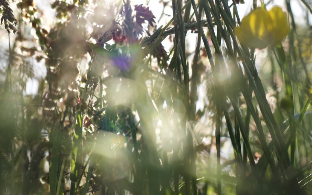 Wilderway Tuinlessen – You are a garden